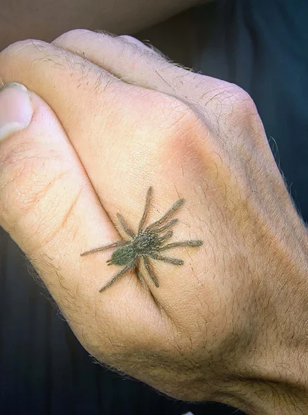 2.5cm H. Maculatas 