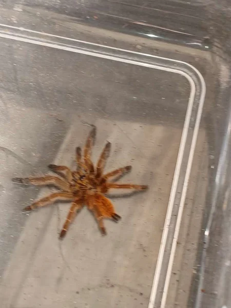 7CM OBTS (Female) 