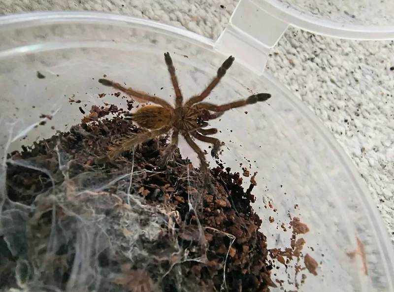Obt (6Cm) 