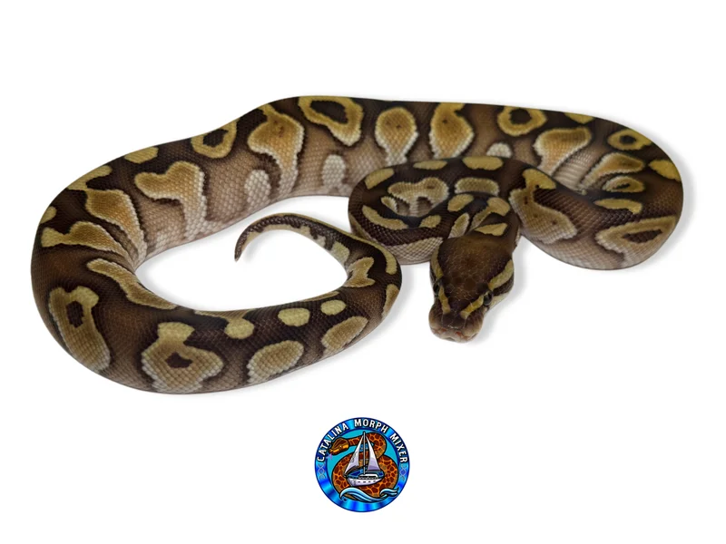 Mojave Hetari