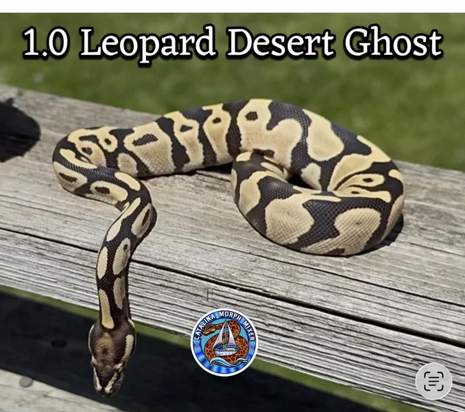 Leopard Desert Ghost