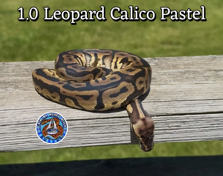 YB Calico Leopard