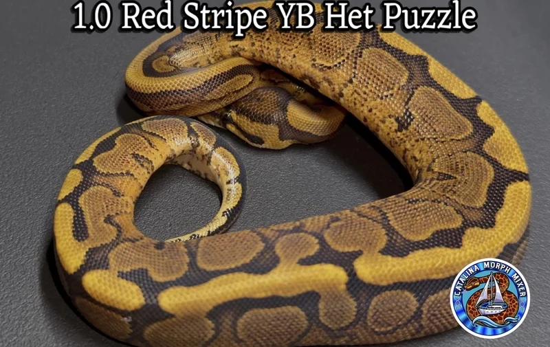 Animal 26-A-9