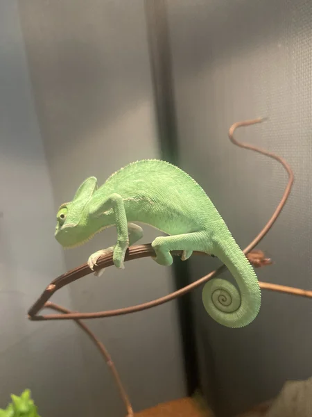 Selling my sweet chameleon 