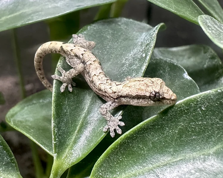 *FREE SHIPPING* 5 Pack Hatchlings