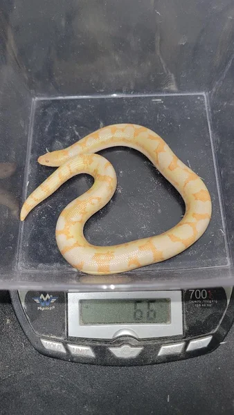 Albino Het Whiteout/Neon