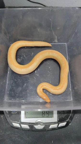 Albino Stripe Het JPB