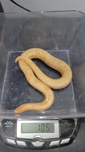 Albino Tiger Reduced Pattern Het JPB/Splash