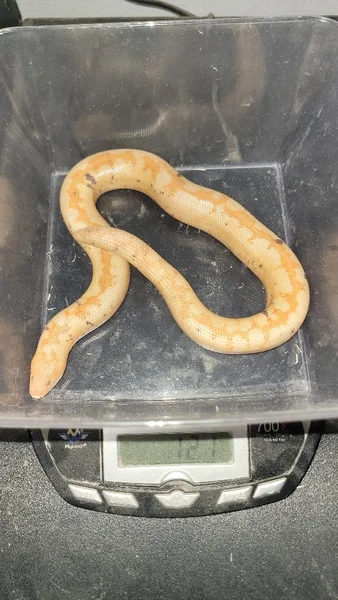 Paradox Albino Stripe