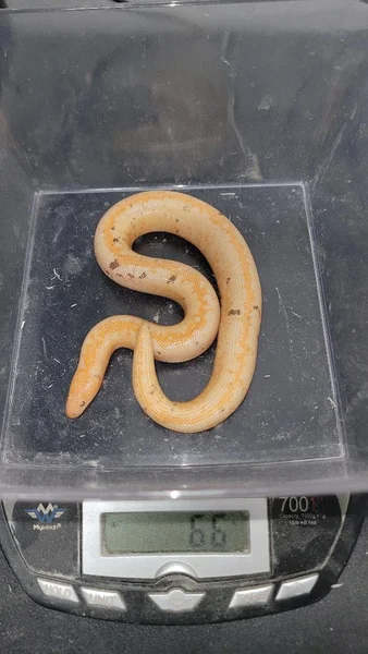 Paradox Albino Stripe JPB