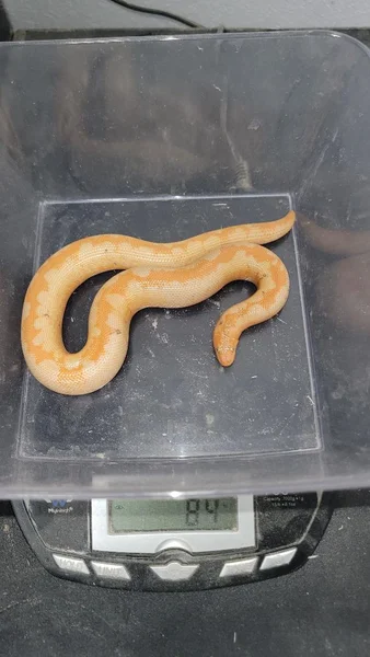 Paradox Albino Stripe JPB