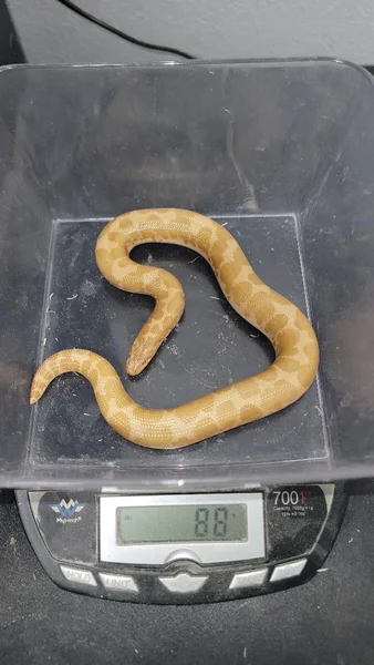 Blonde Albino