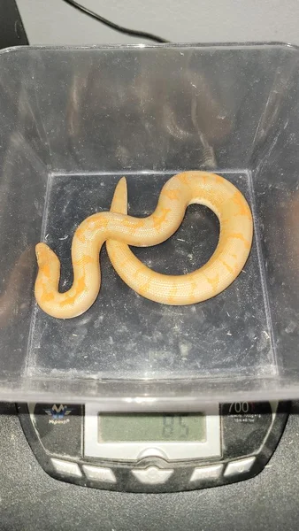 Albino Het JPB