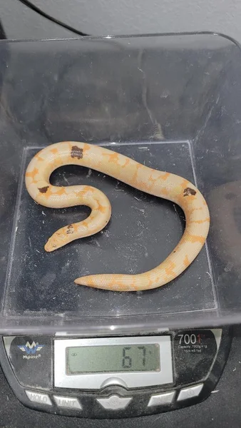 Paradox Albino JPB