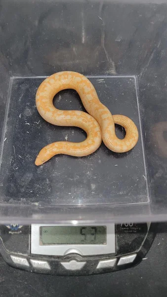 Albino JPB Cool Pattern