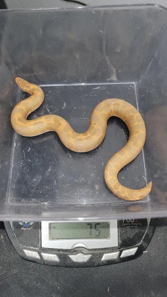 Albino Hypo