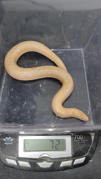 Albino Hypo Metallic