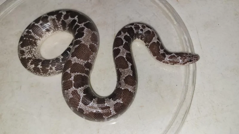 Anery Het Splash Kenyan Sand Boa