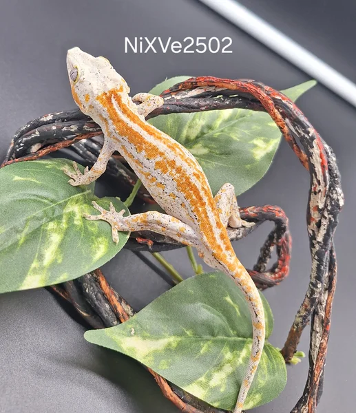 Red/orange stripe 
