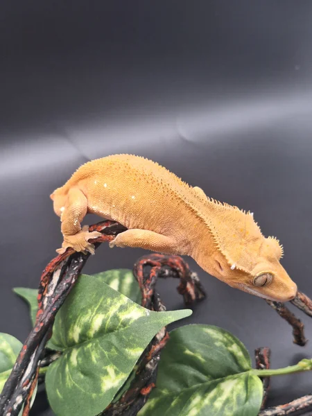 Red Phantom