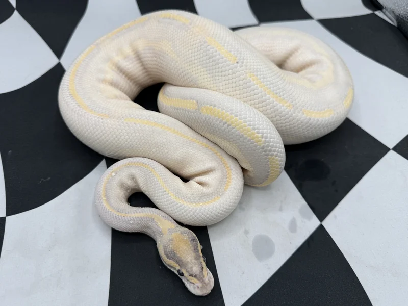 Animal BM BHSilky