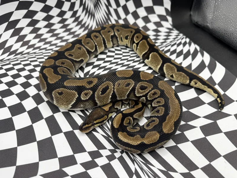 Animal UJ TD3