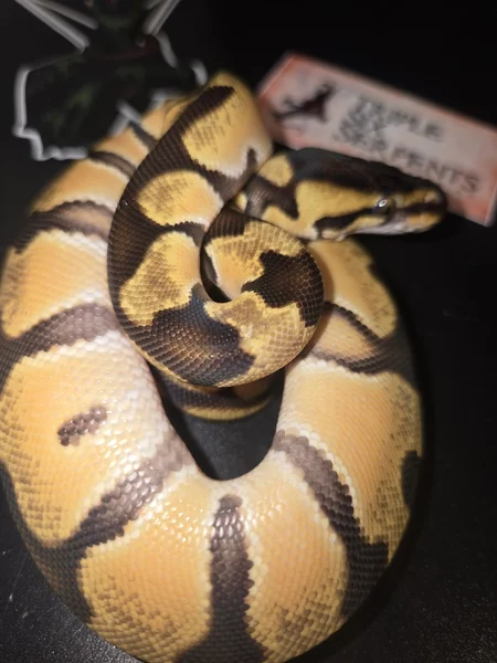 Od enchi pastel het clown