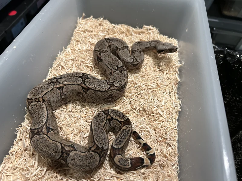 Silverback Bolivian Boa