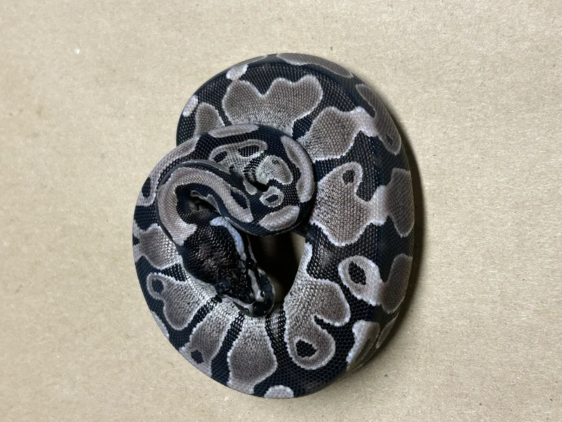 BP.25.051-Axanthic (GCR) Het Pied 66% Het DG