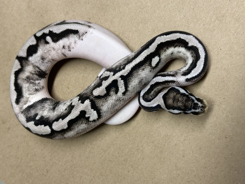 BP.25.039-Axanthic (GCR) Pied
