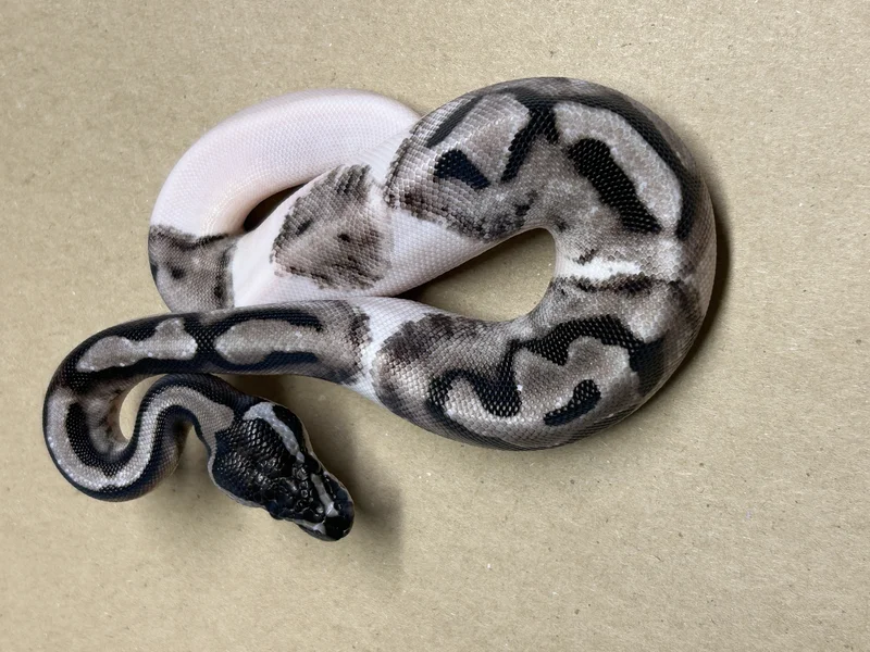 BP.25.043-Axanthic (GCR) Pied