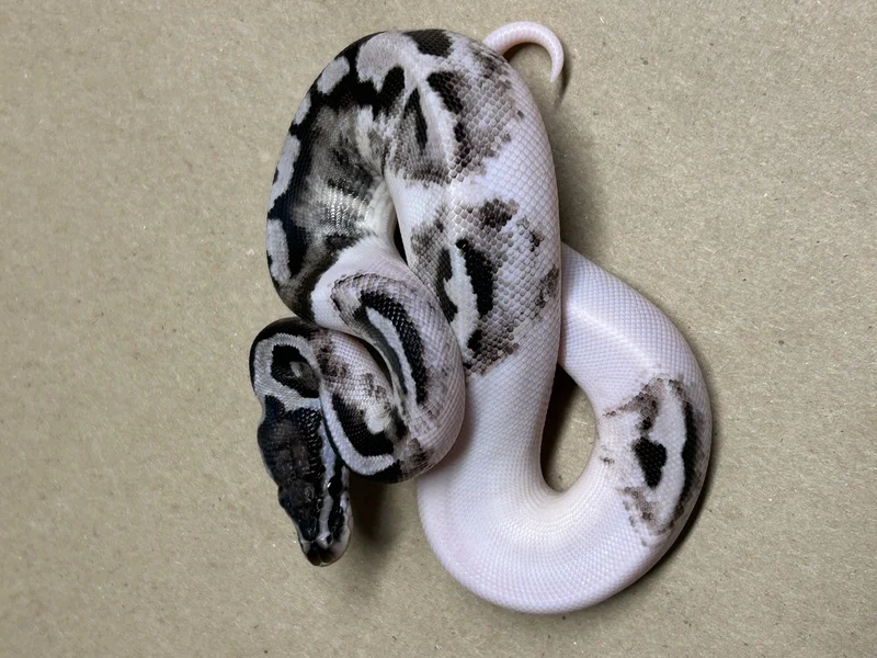 BP.25.041-Axanthic (GCR) Pied