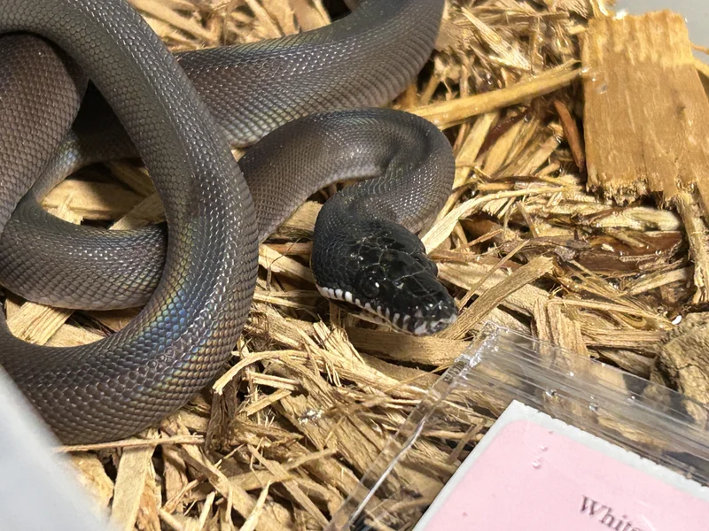 Black Phase White Lipped Python (tanah merah)