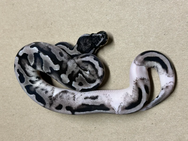 BP.25.050-Axanthic (GCR) Pied 66% Het DG