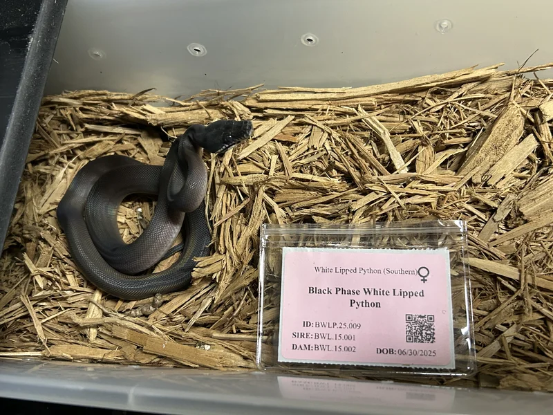 Black Phase White Lipped Python (tanah merah)