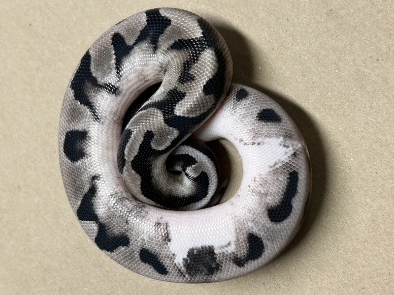 BP.25.035-Axanthic (GCR) Pied