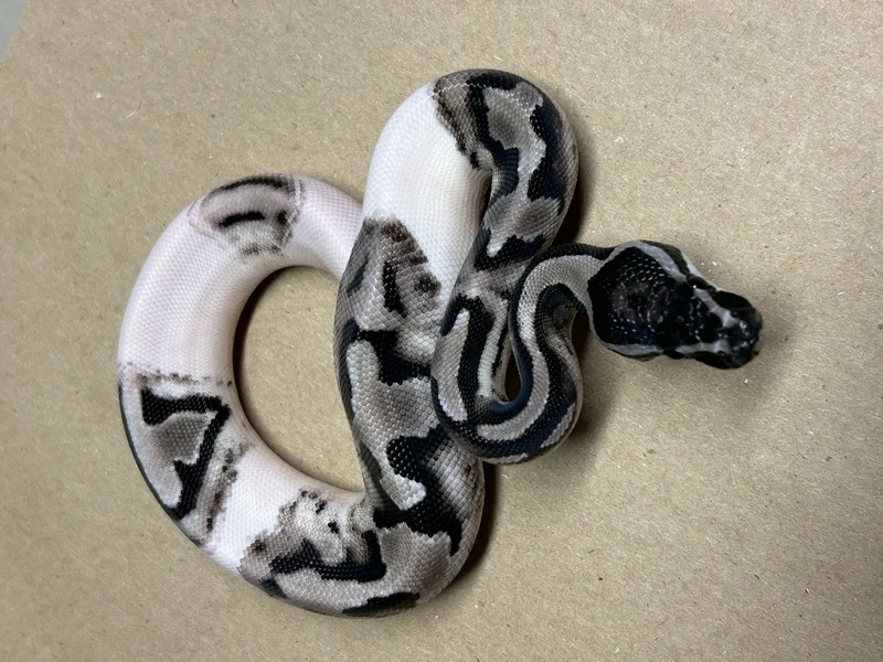 BP.25.049-Axanthic (GCR) Pied 66% Het DG