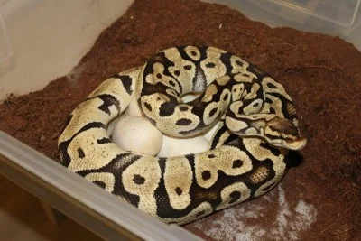 Pastel