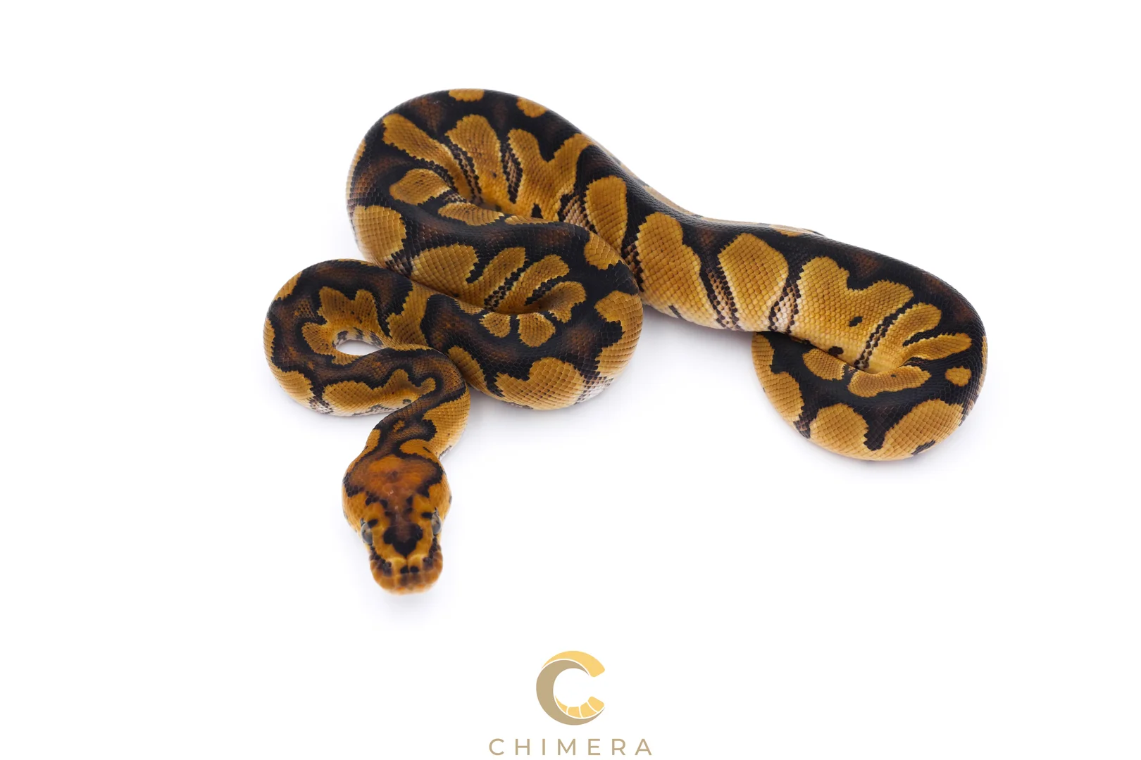 Jaguar (NR Mandarin) Clown | Ball Pythons | ReptileAds