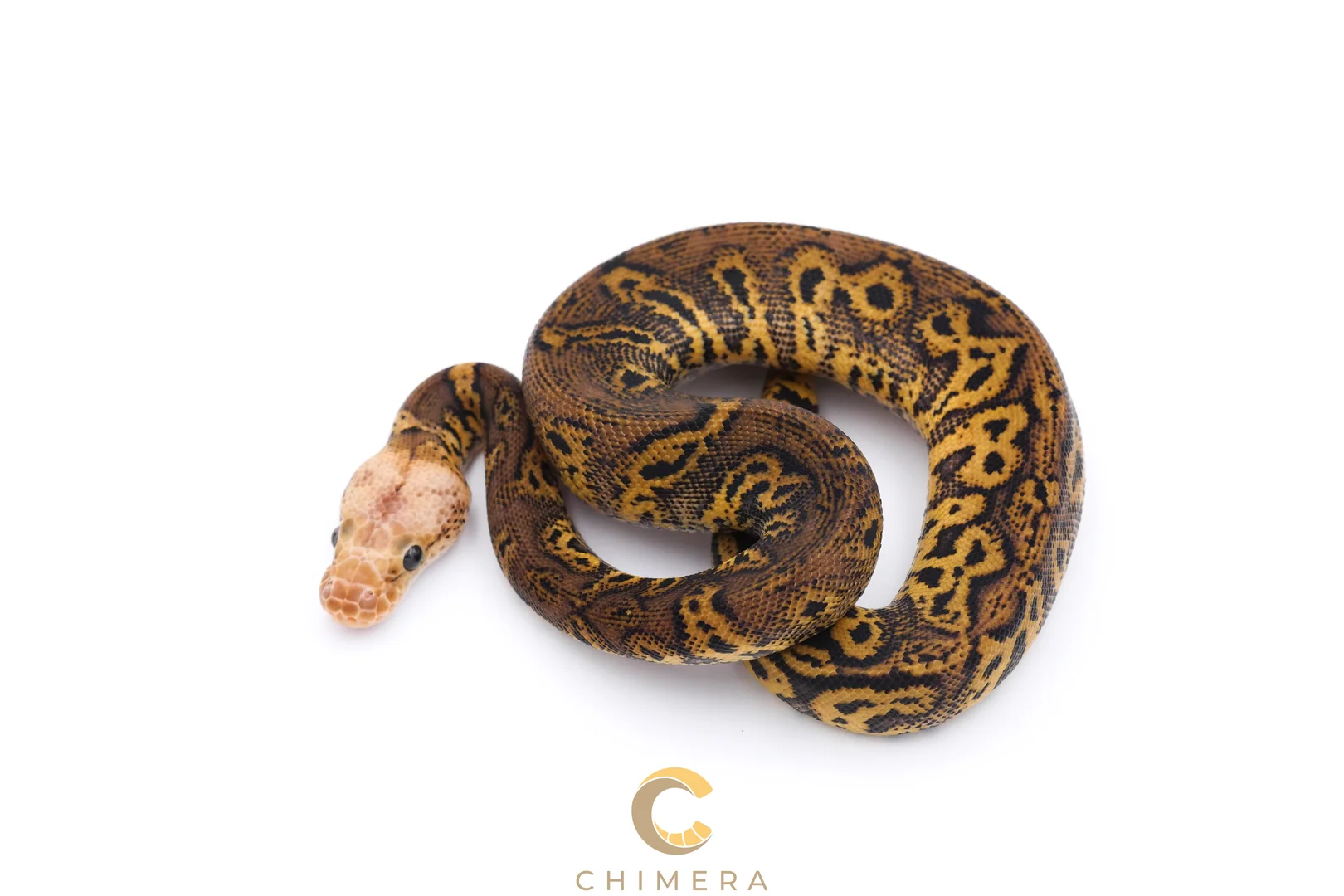 Pastel Stranger Confusion Clown het Monsoon | Ball Pythons | ReptileAds