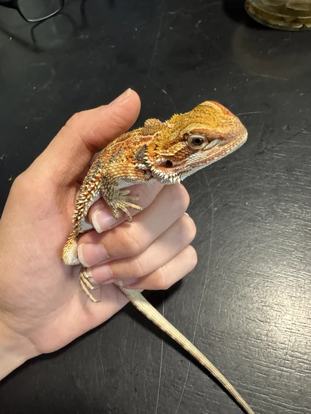 Citrus Tiger Bearded Dragon
