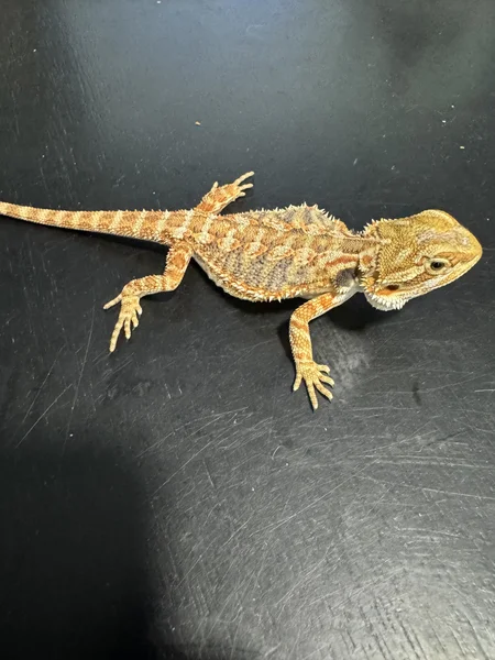 Citrus Tiger Bearded Dragon