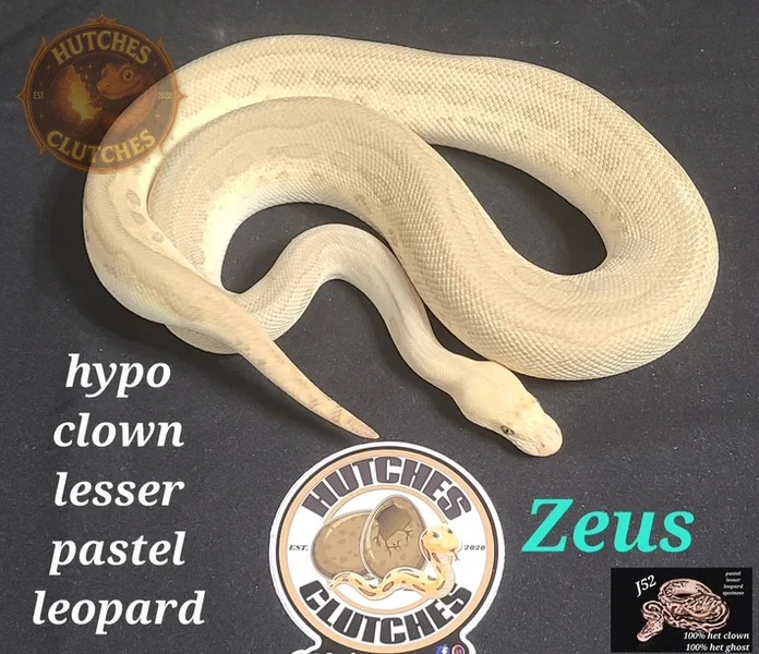 Lesser - Leopard - Pastel - Clown - Het Hypo ♂