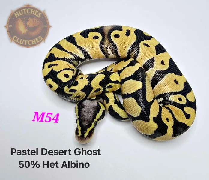 Desert Ghost - Pastel - 50% Het Albino ♀