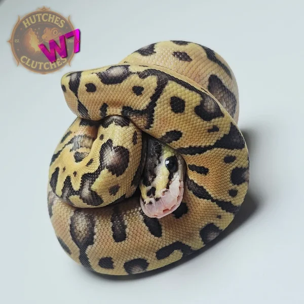 Puzzle - Super Pastel (Poss Fluff/Wierdo) ♀