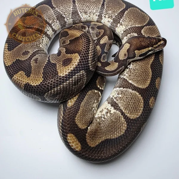 Enchi - Odium ♂