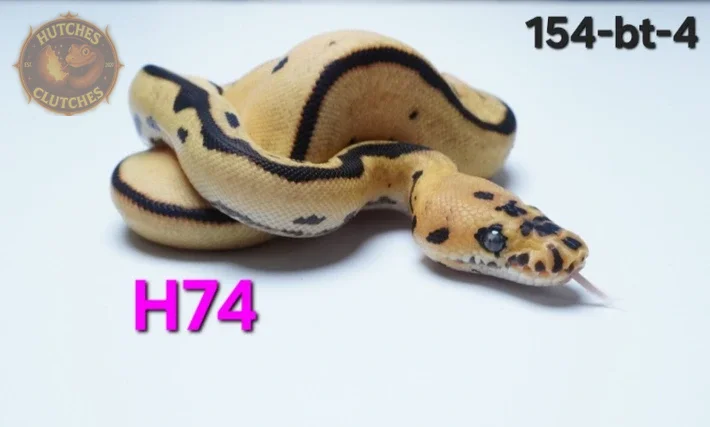 Batman - Fire - Orange Dream - Poss Red stripe (SHED TESTED!) ♀