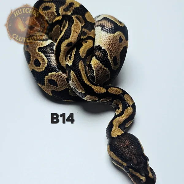 Gravel - Het Clown - Het TSK Axanthic ♂