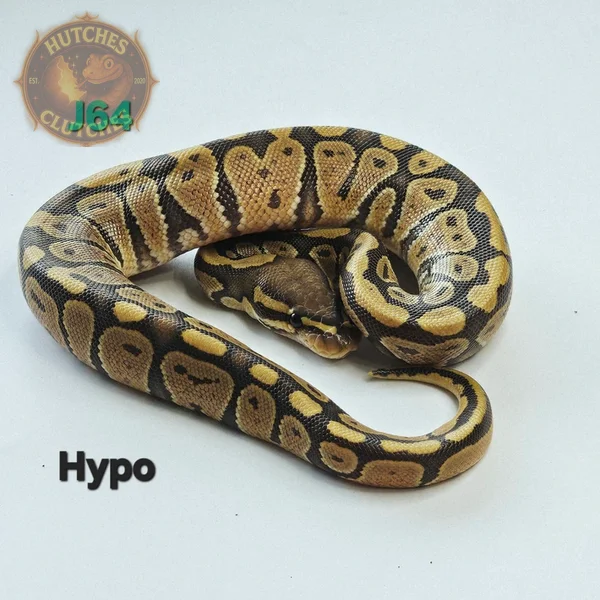 Hypo