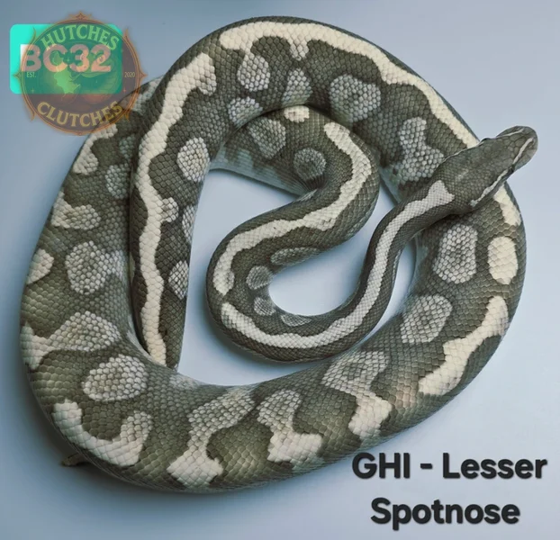 GHI - Lesser - Spotnose ♂